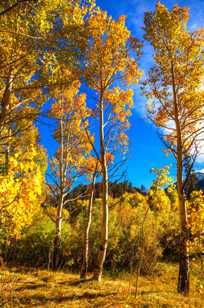 Aspens-9561