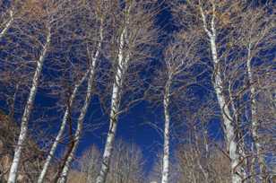 Aspens-4803.jpg