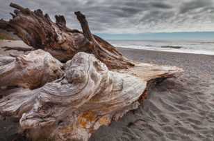 Driftwood-3147.jpg