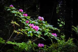 Rhododendrons-3755.jpg