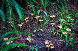 Toadstools-4883.jpg