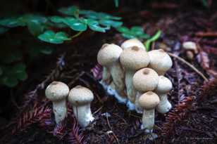 Toadstools-4885.jpg