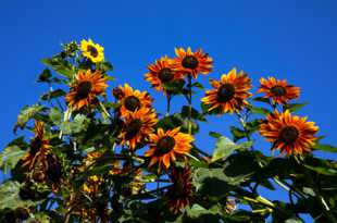 Sunflowers-1069.jpg