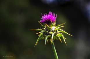 Thistle-2204.jpg