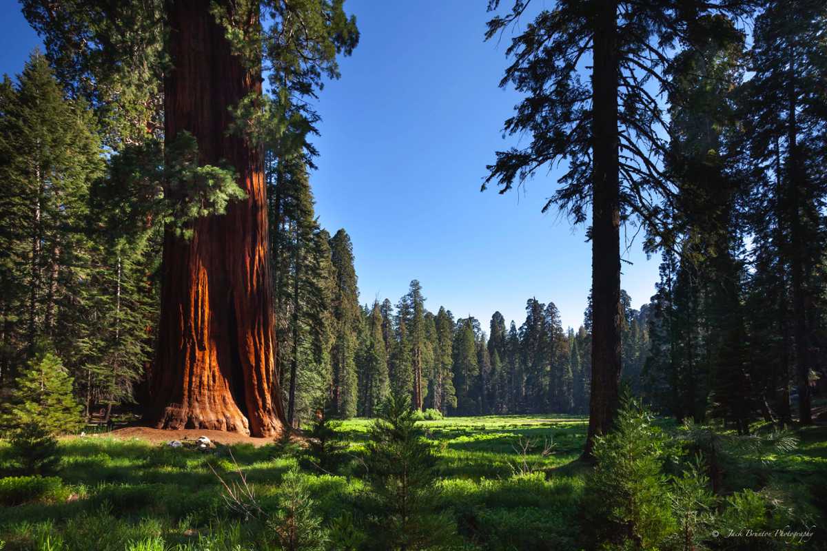 Sequoia and Kings Canyon