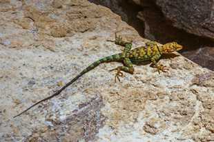 Lizard-8568