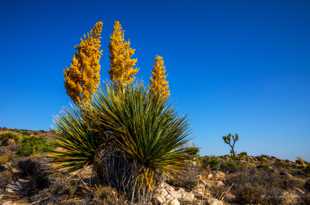 Yucca-1248