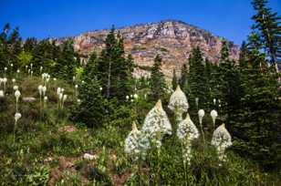 Beargrass-1907