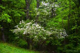 Dogwood-8919.jpg