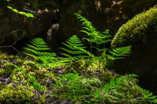 Ferns-4038.jpg