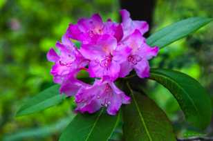 Rhododendron-0223.jpg