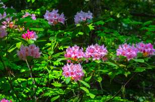 Rhododendrons-4046.jpg