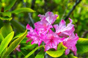 Rhododendrons-4058.jpg