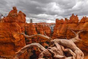 Bryce-0153.jpg