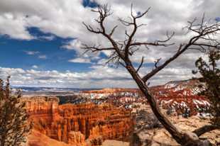 Bryce-0258.jpg