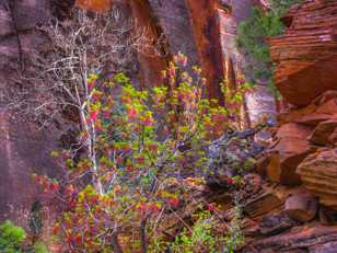 Zion-0353.jpg